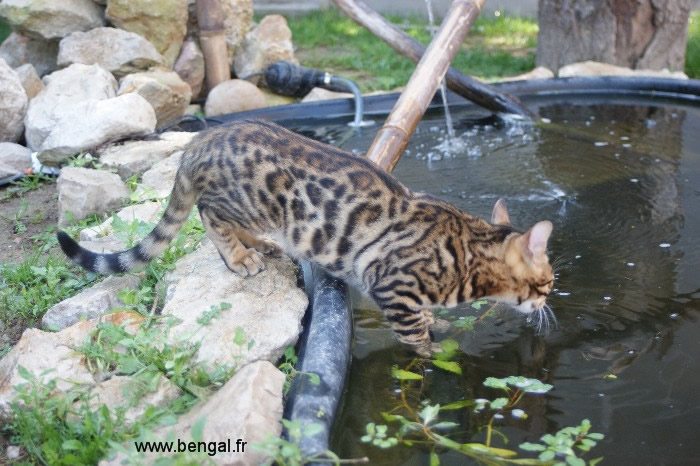 le bengal et l'eau